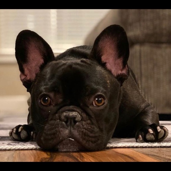 Meet your Posher, Toni - Picture 1 of 1